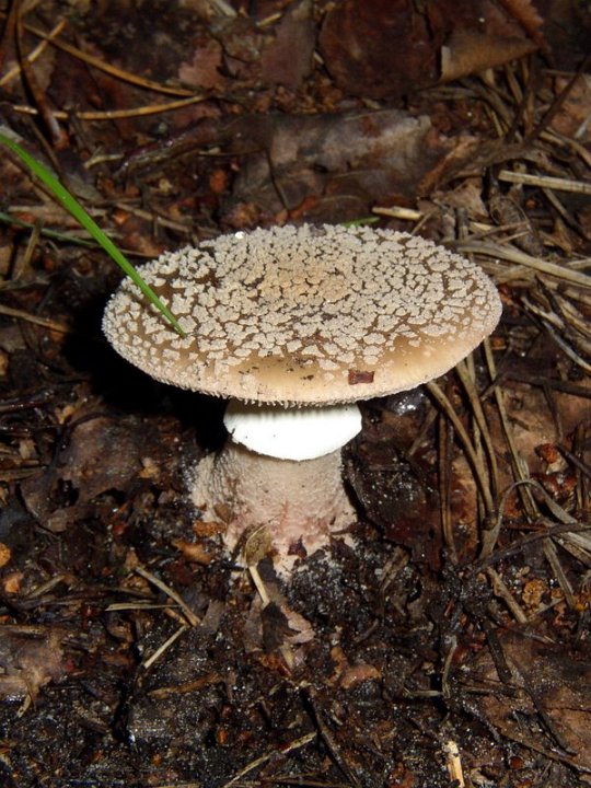 Amanite rougissante   Amanita rubescens